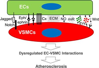 Endothelial–Vascular Smooth Muscle Cells Interactions in Atherosclerosis